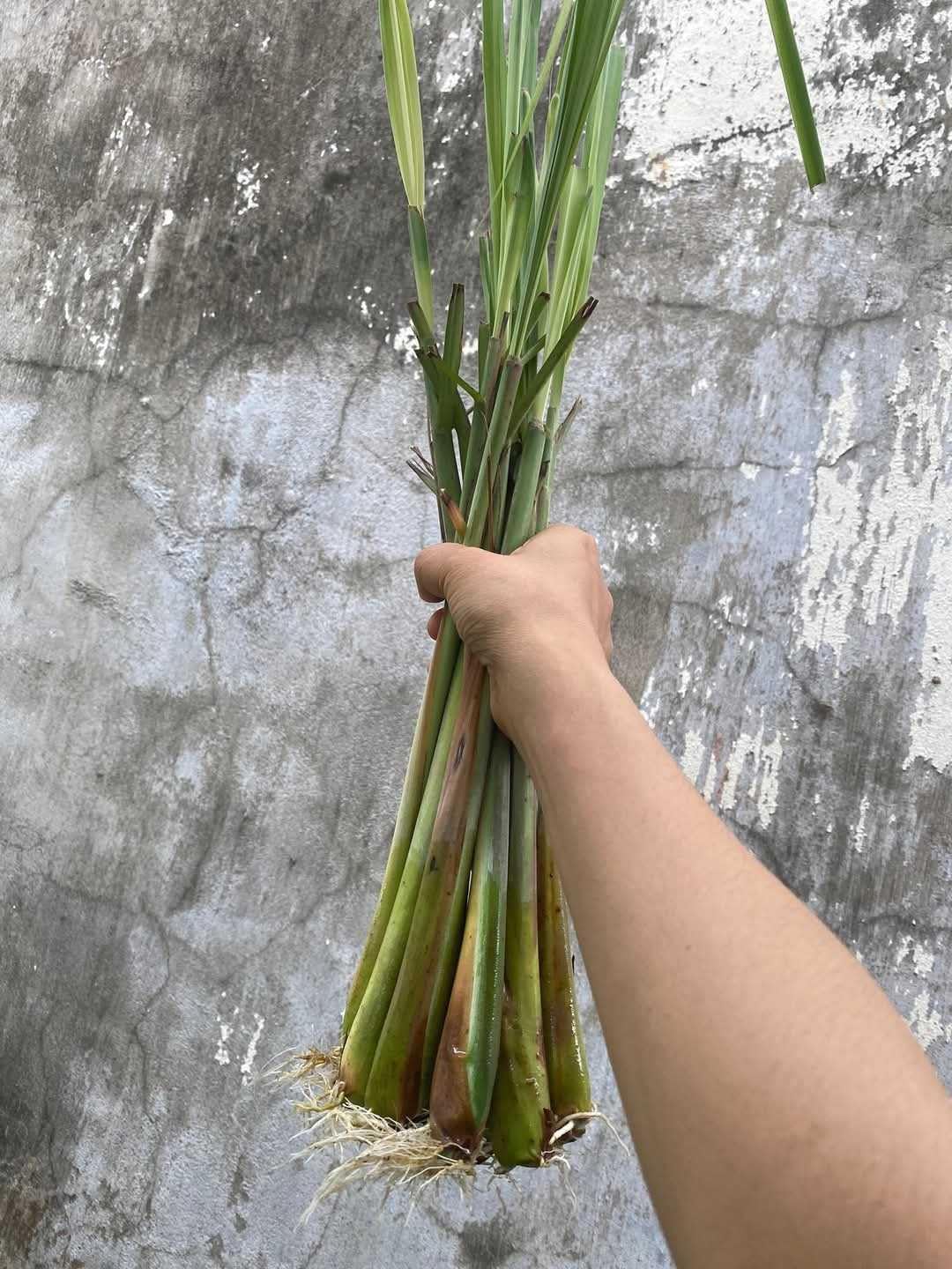 Amazon.com : Pack 3 Lemon Grass Plants Live, Lemongrass Plants for Outside  Planting, Fragant Herb Lemongrass Planting, 6-7 Inch Tall : Patio, Lawn &  Garden