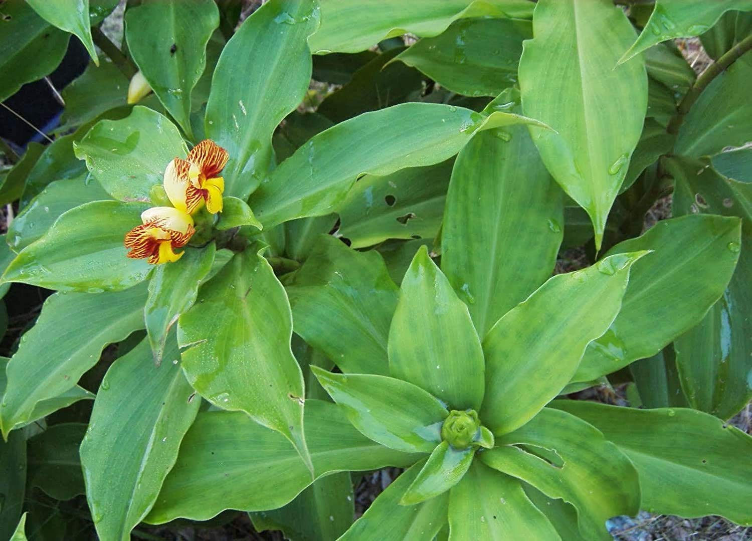Royal Paradise Garden Rare Insulin Plant Costus igneus Chamaecostus cuspidatus Medicinal 1 Healthy Live Plant (B08JZG8JK7) Amazon Price History, Amazon Price Tracker