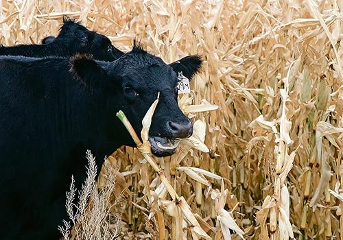 Miniatura 7 de Semillas de maíz White Silver King Dent - 1 libra a granel - para 2024 semillas de harina de alimentación de ensilaje de campo polinizado abierto