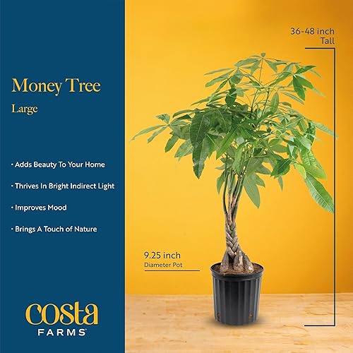 Miniatura 4 de Costa Farms Árbol del Dinero Planta viva en maceta de plástico, fácil de mantener, gran planta de interior para casa, perfecta para decoración