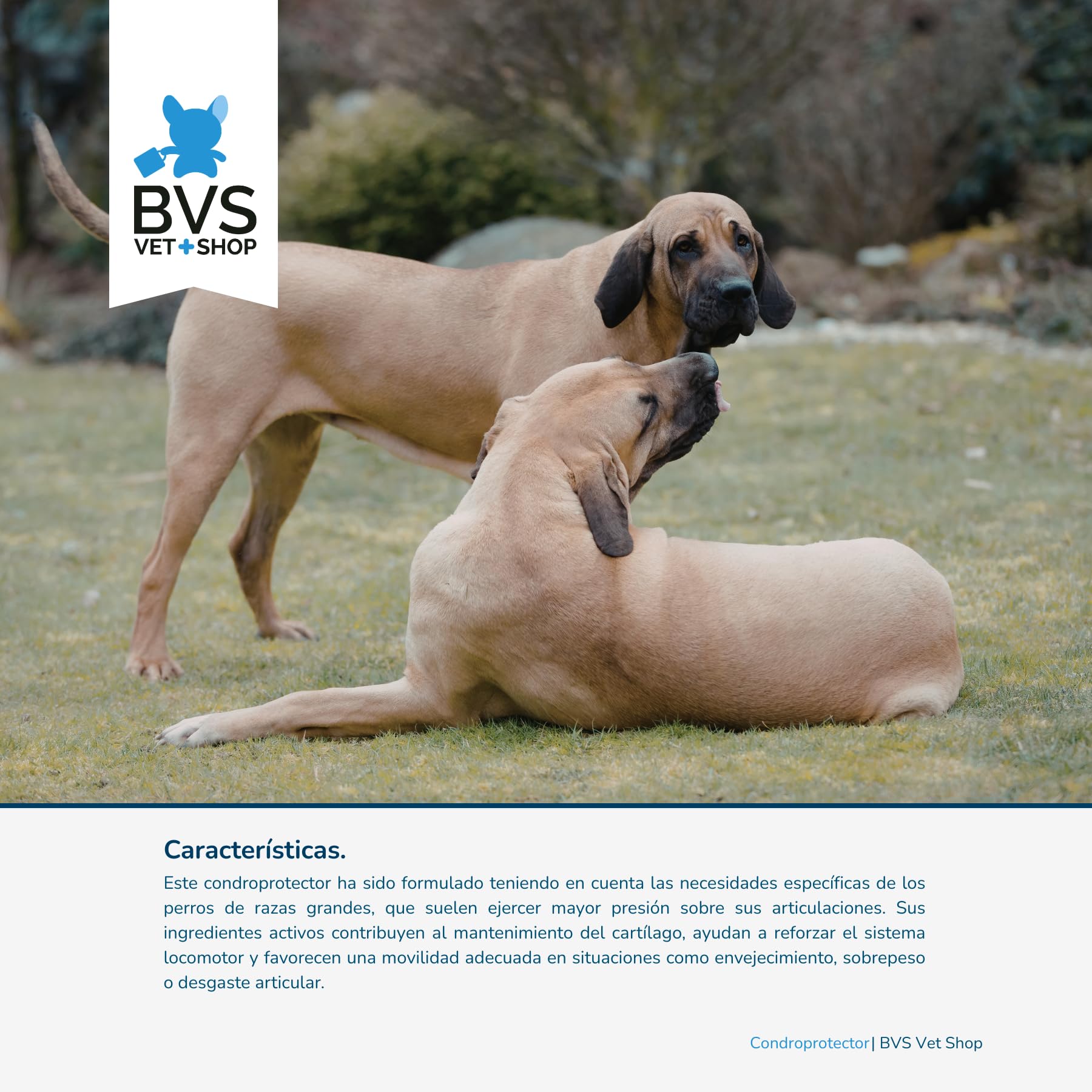 Condroprotector Razas Grandes MSM para Perros 150 Comprimidos