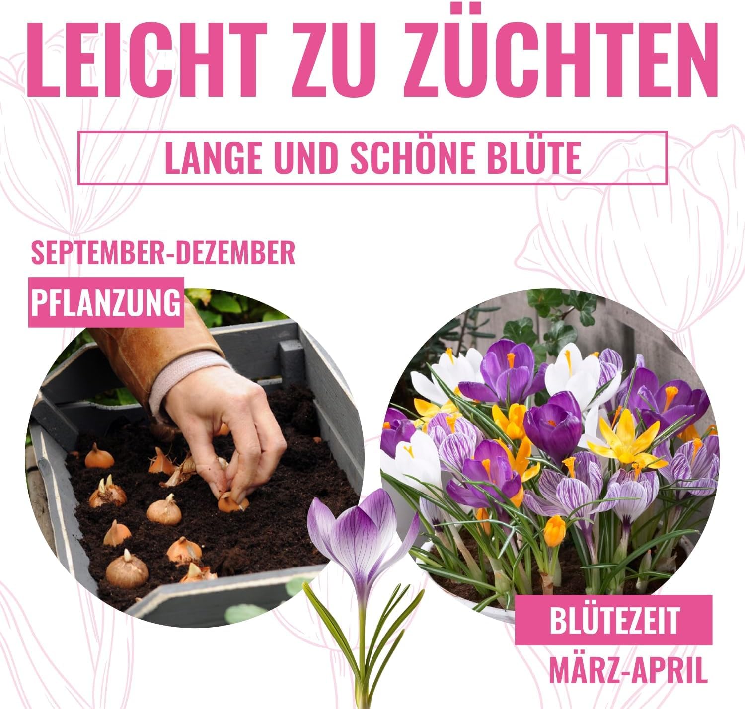 Botanische Crocus Budget (100 Zwiebeln) Blumenzwiebeln, Krokusse Zwiebel Mischung, 100 Exklusive Blumenzwiebeln, aus Holland, echte Winterhart e und mehrjährig Krokus Knollen