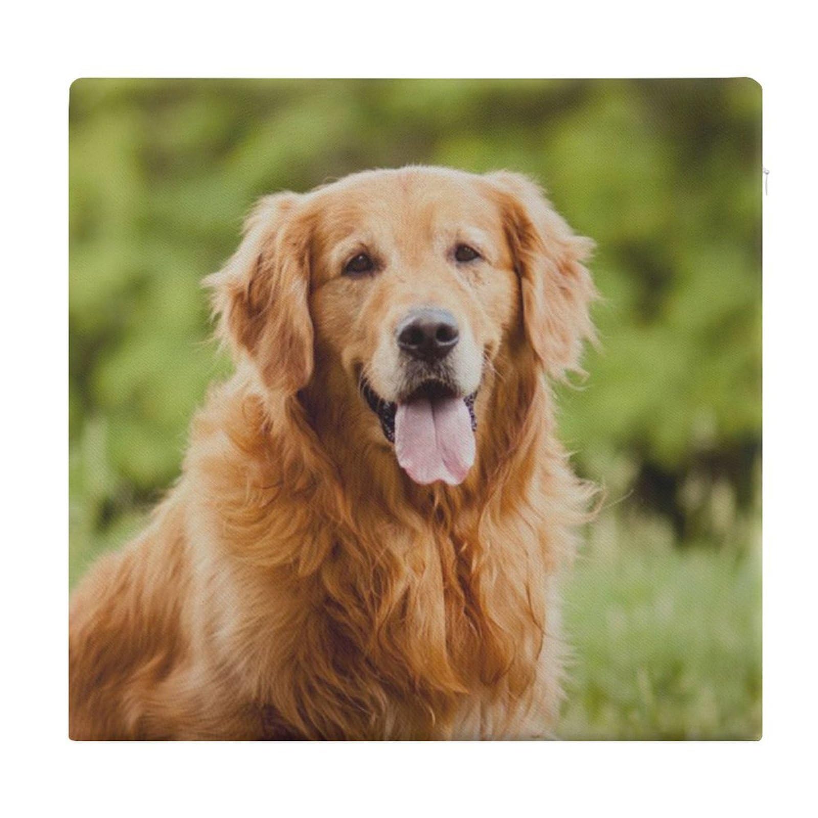 Cojín de espuma viscoelástica de Golden Retriever que soluciona la dureza de las sillas de comedor