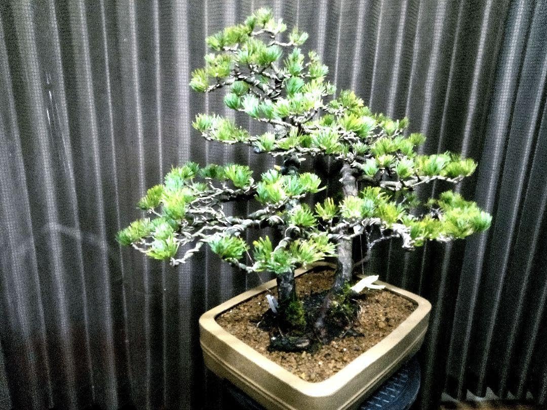 エバーフレッシュ 盆栽 現品 エムの木 エバーフレッシュ 6番 古木 盆栽