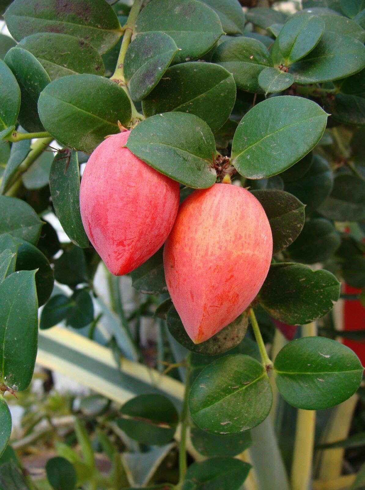 ONLINE PLANT BAZAR SWEET NATAL PLUM FRUIT LIVE PLANT-NA2 (B0C85DPWX3) Amazon Price History, Amazon Price Tracker