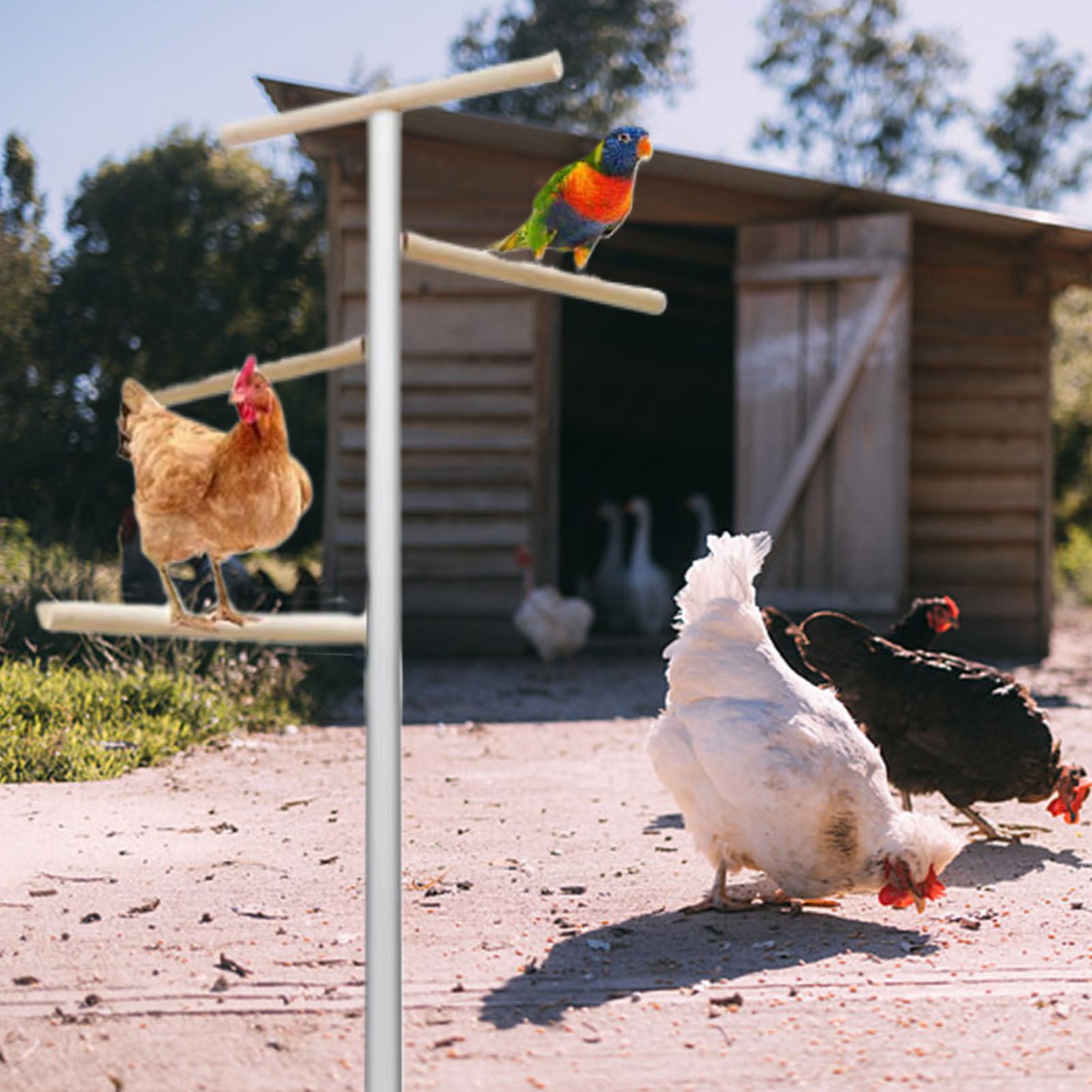 Perchoir À Poules 4 Niveaux Compact Robuste Multifonction