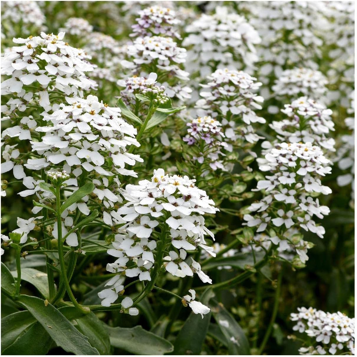 Everwilde Farms - 1 Lb Empress Rocket Candytuft Wildflower Seeds - Gold Vault