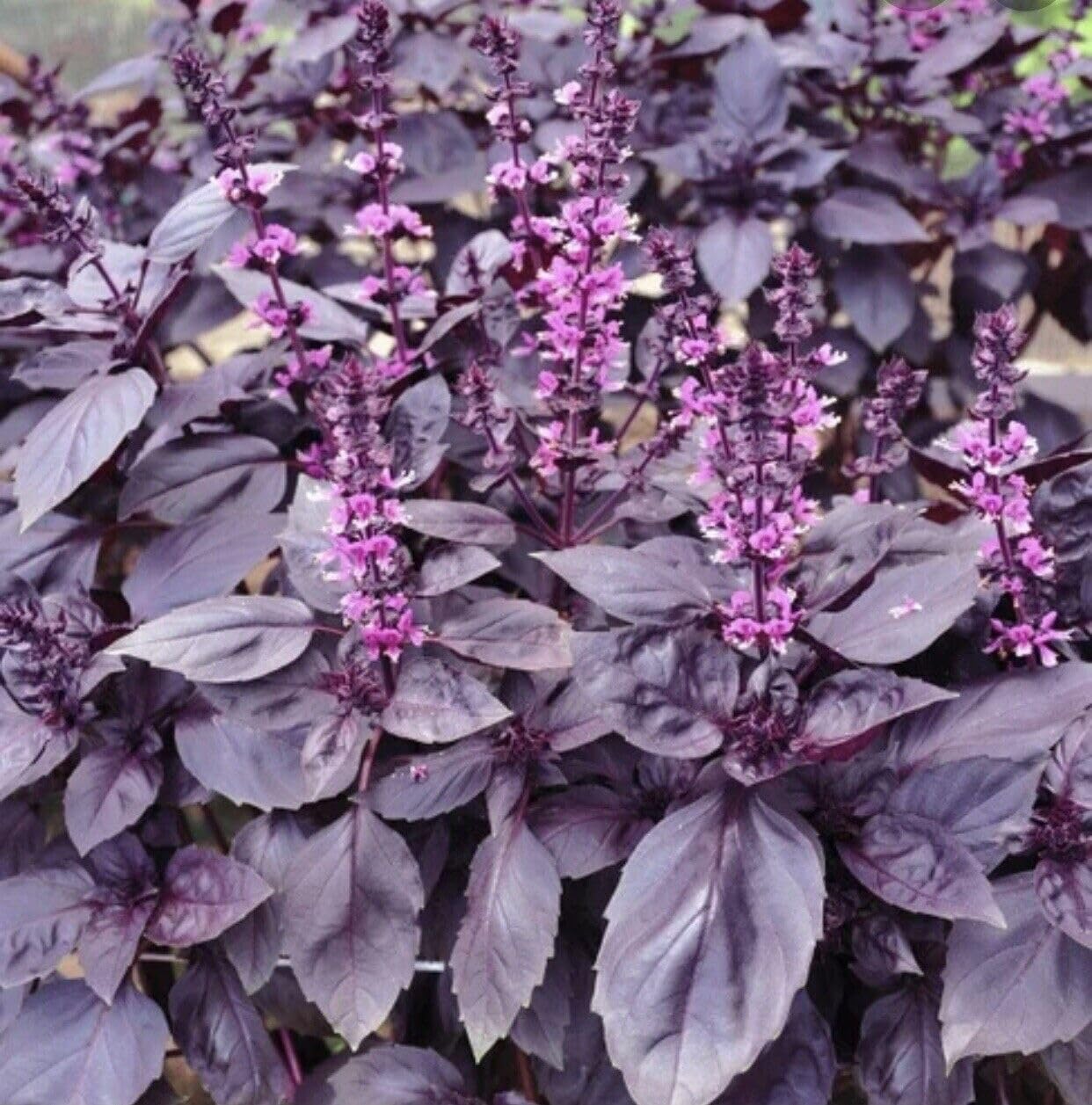 Buy4seeds 300 Basil Purple - Ocimum basilicum Seeds Easy for Grow Garden
