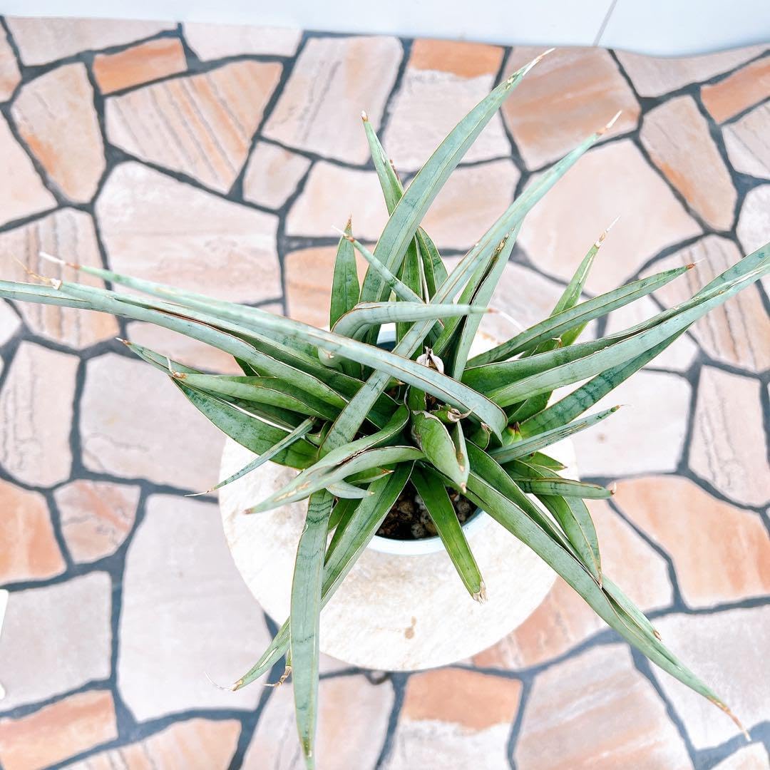 現品　サンスベリア　バイビット　子株　希少　珍しい　ビザルプランツ　観葉植物 61Yos4hdUYL._AC_UF350,