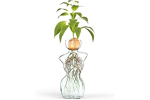 Elegant Avocado Seed Vase: Elevate Your Plant Propagation