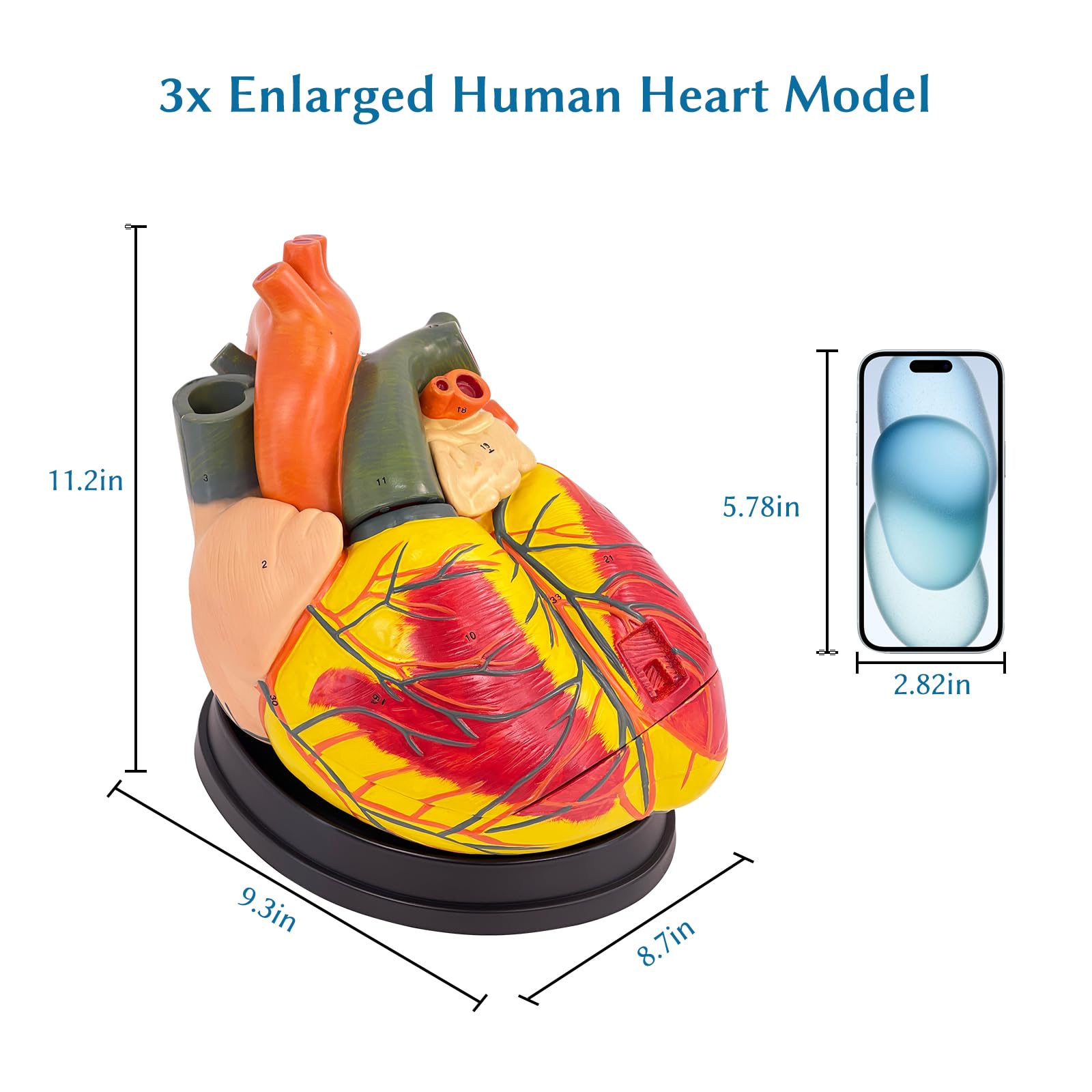 Amazon.com: SFXYJ 3X Enlarged Anatomical Heart Model,3-Part