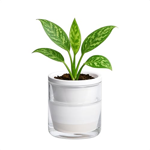 D'vine Dev Maceta de riego automático de 4 pulgadas para plantas de interior, macetas de terracota blanca con taza cilíndrica de vidrio, 37-X-A-2