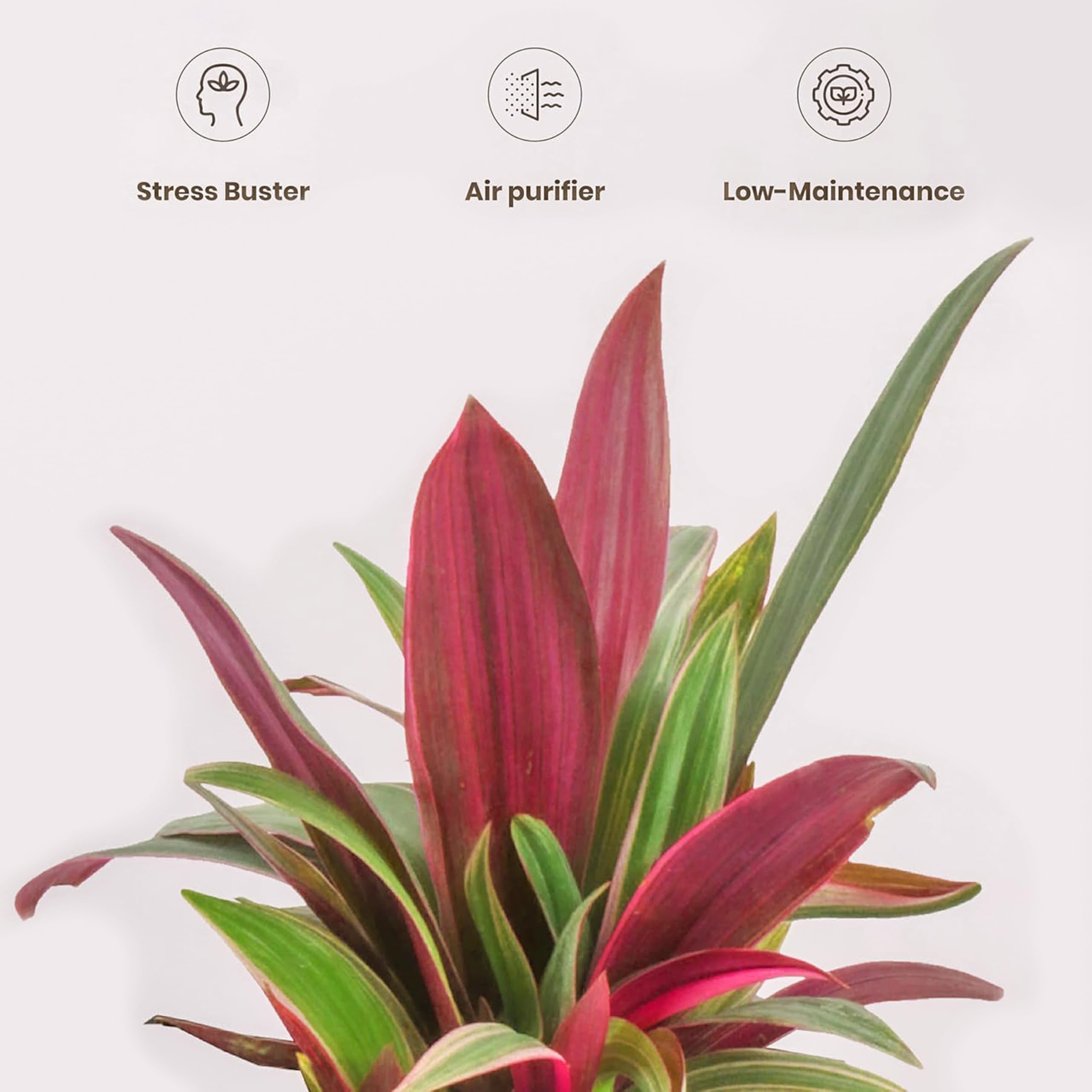 UGALOO Oyster Indoor Plants for Living Room | Live Plants | Plants with White Pot for Home & office | Air purifier plants | Plants for Home Decor (Oyster Plants)