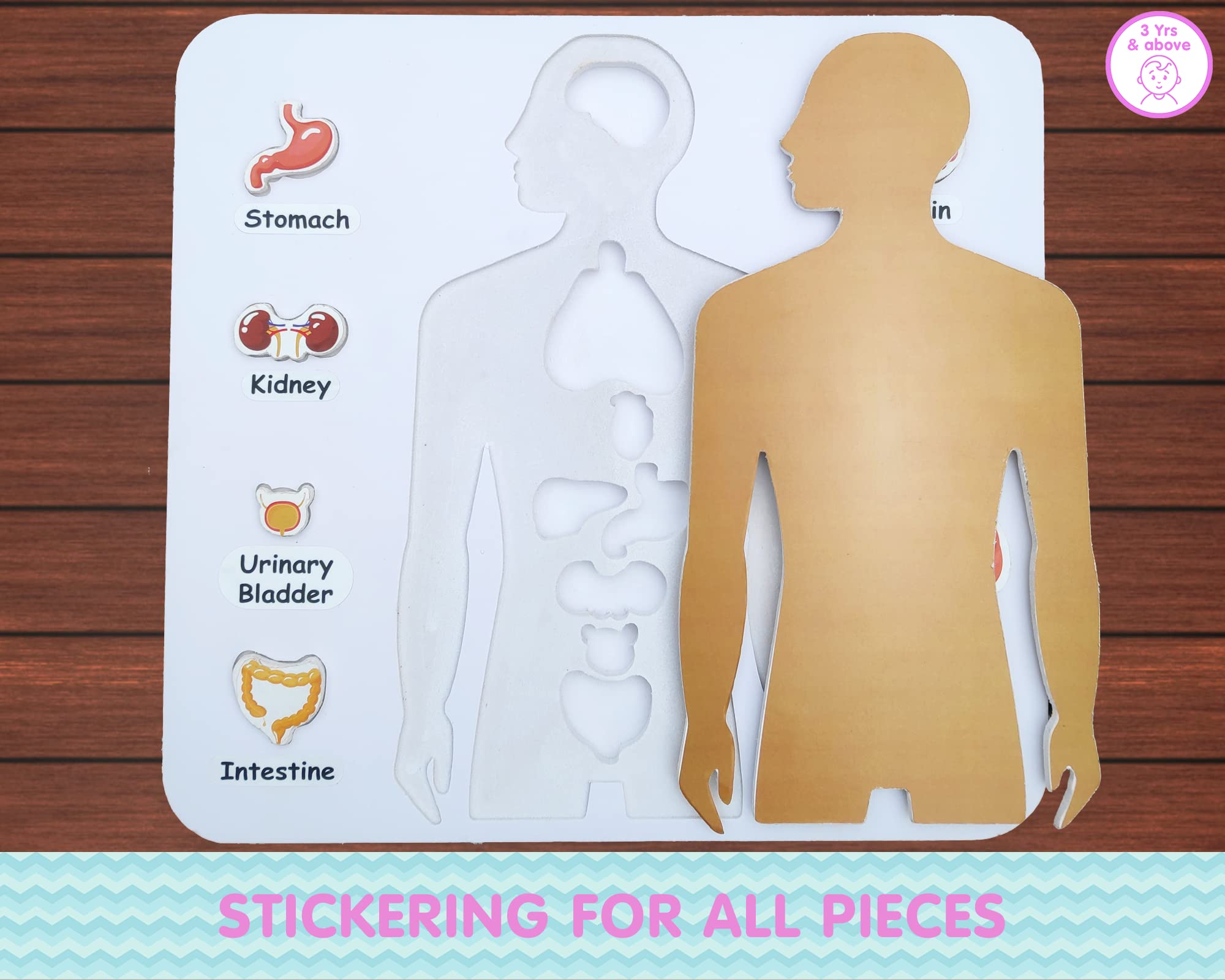 Preschool Game for Learning Human Body Parts Anatomy Skeleton - Educational Wooden Puzzles - Gift Toys for Boy and Girl - Image 4