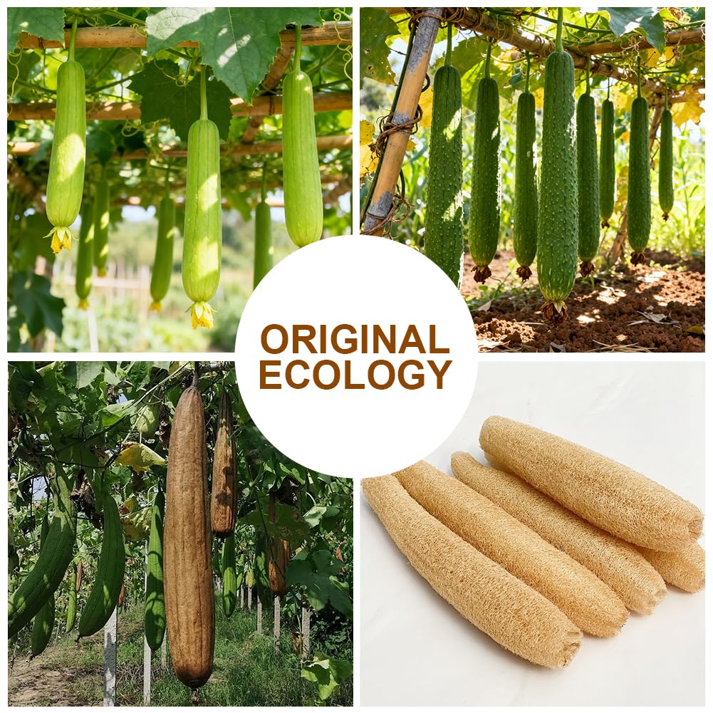 AOOWU Peeling do twarzy z trukwy do twarzy, 4 sztuki, gąbka z pianki Loofah, biodegradowalna gąbka pod prysznic, naturalne wkładki z gąbki trukwy, oczyszczanie wągrów, złuszczanie