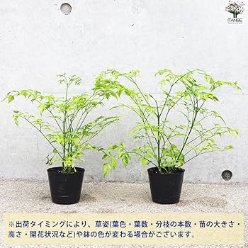 その他観葉植物 acetedyamada Amazon.co.jp: ステレオスペルマム カプリマ 斑入 6号角鉢【品種