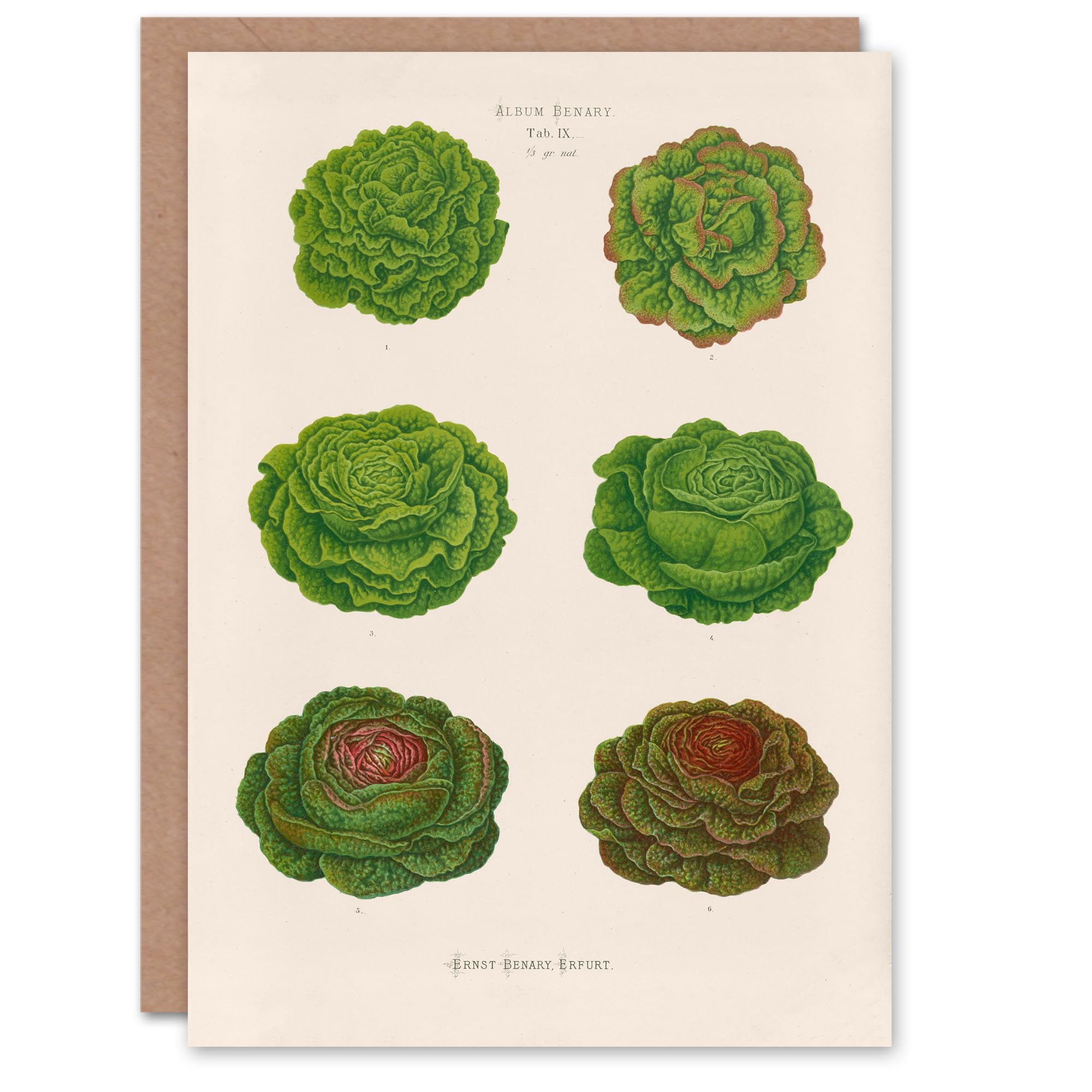 Artery8 Ernst Benary Art Card Lettuce and Cabbage Varieties
