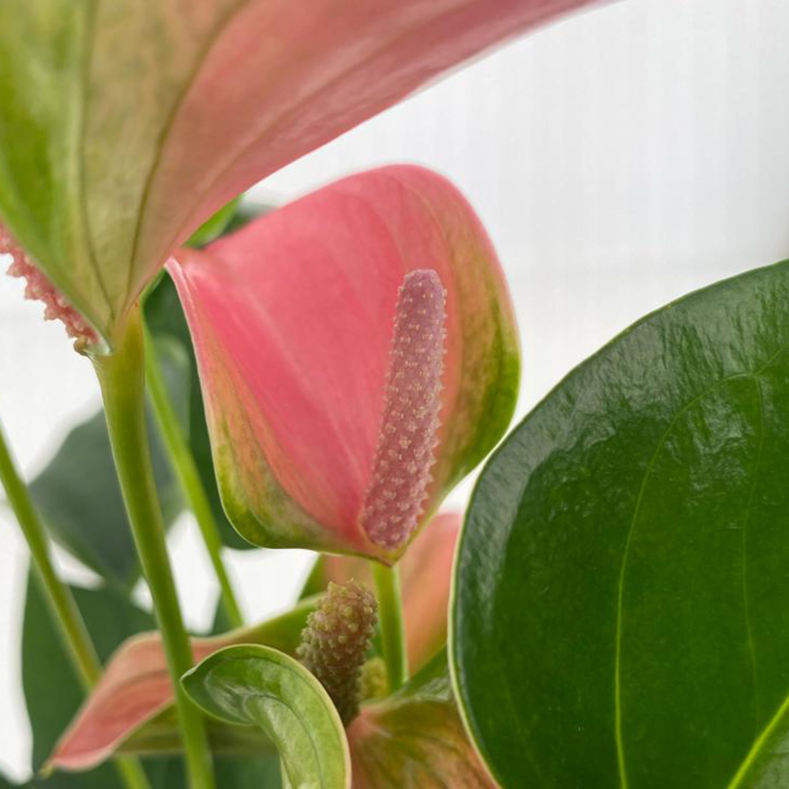KENTIS - Anthurium Rosa - Anturio Piante da Interno Vere Purifica Aria - Pianta da Appartamento Fiorita - Piante Ornamentali - H 30-40 cm Vaso Ø 12 cm