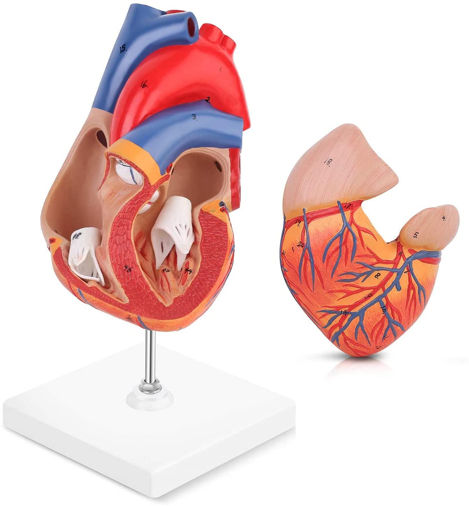 Buy FBITE Study Model Human Anatomy - Heart Model,2-Part Life Size with