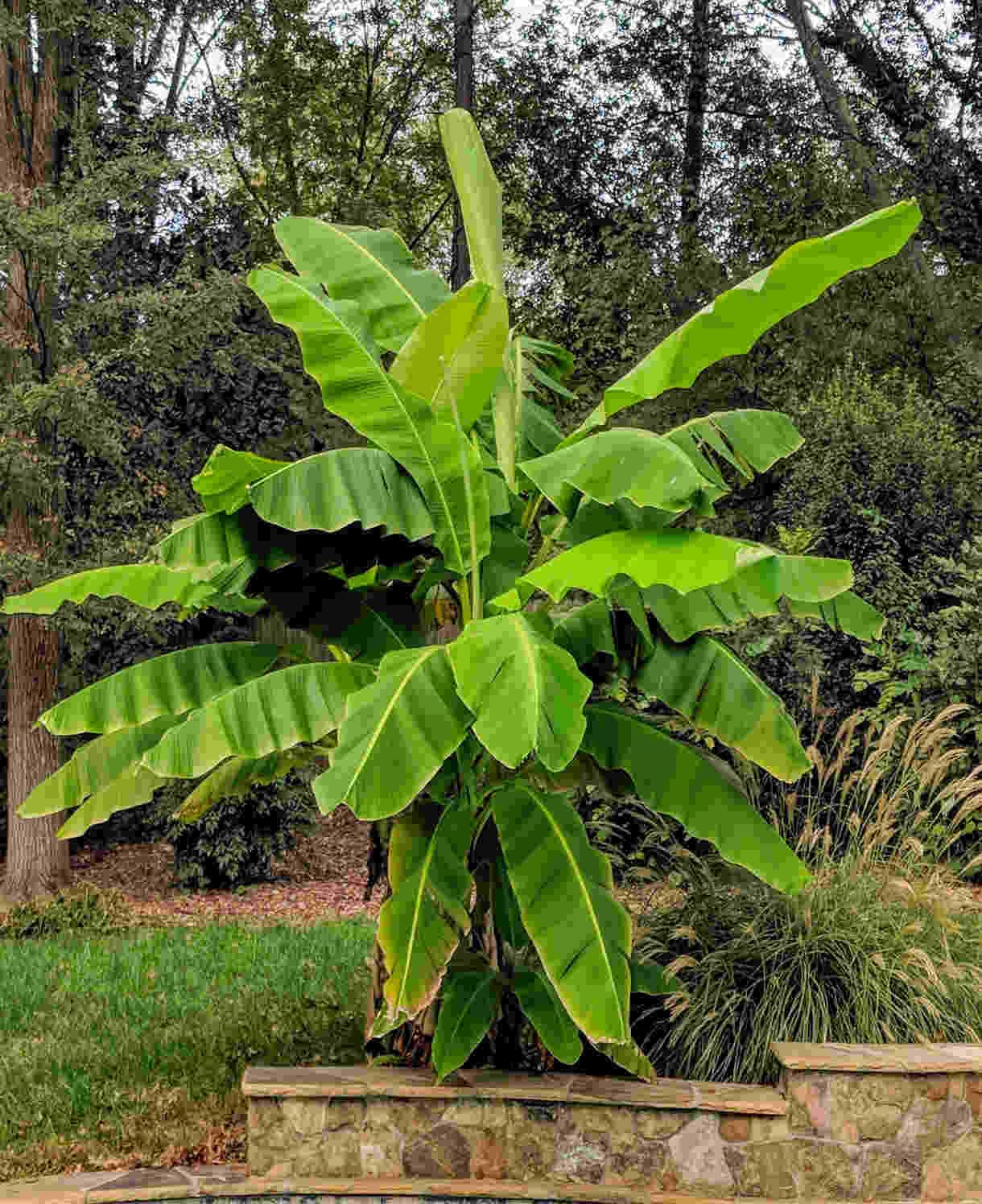 Musa Basjoo Banana Plant, 2 x 10.5cm Pot