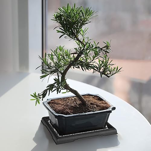 Miniatura 3 de Pinkunn 6 piezas bandejas de humedad para bonsái, bandeja de goteo de plástico para plantas, atrapadores de agua, platillos para interiores y