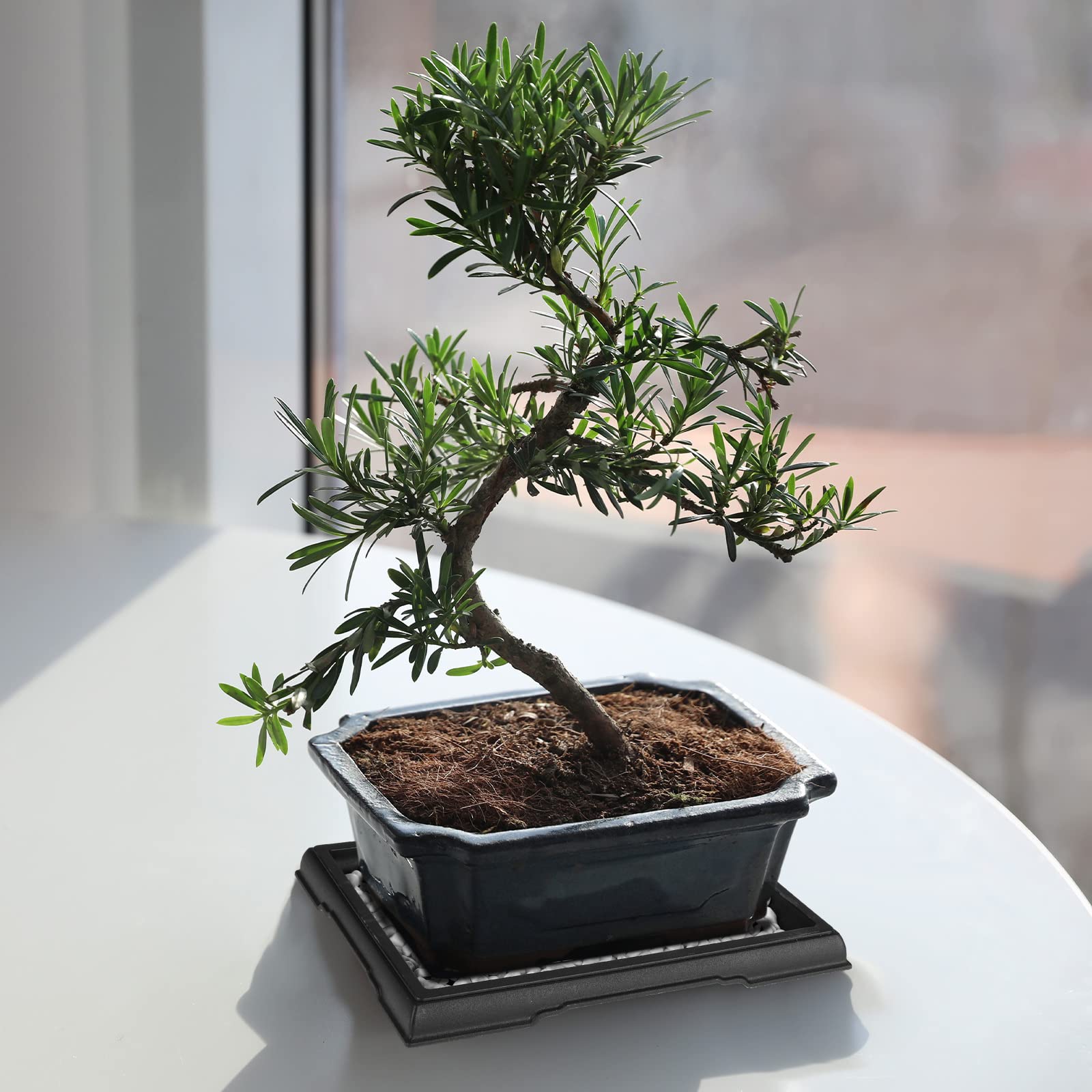 a picture of a money tree Braided Money Tree  Hey Rooted