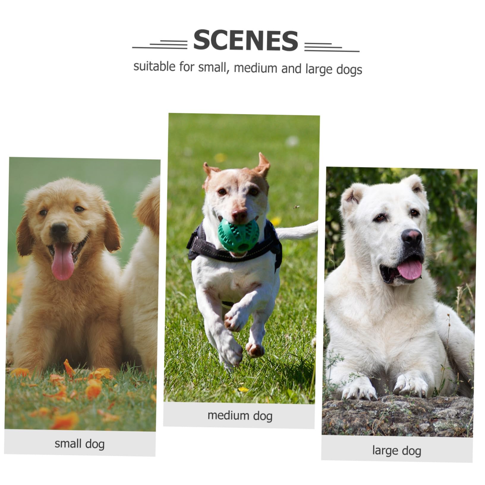 UPKOCH 5 Set Medaglietta Per Animali Domestici Da Targhette Identificative Personalizzabili Per Accessori Per Animali Per Incisione 10 Pezzi*5