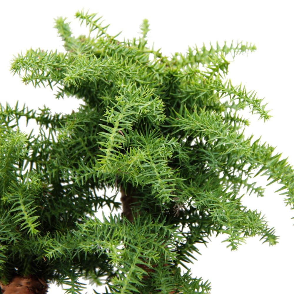 Zimmerbonsai Araucaria cunninghamii Zimmertanne 26cm Schale Schwarz Keramik
