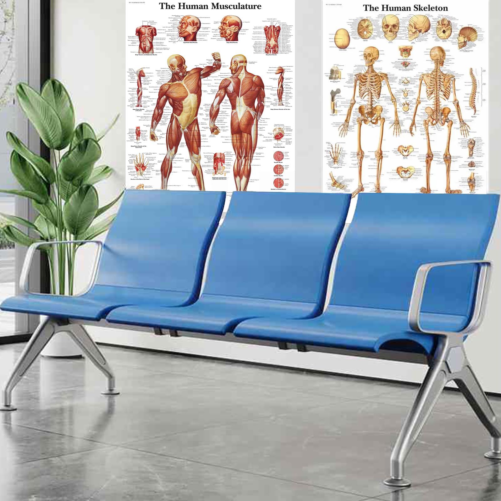 Gyiocill Poster Anatomie Squelettique, Tableau D'anatomie Musculaire, Scientific Humain Imprimé sur Papier, Learning Lot de 2 posters Anatomiques, Tissu en Soie, 60 x 90 cm(Version Anglaise)