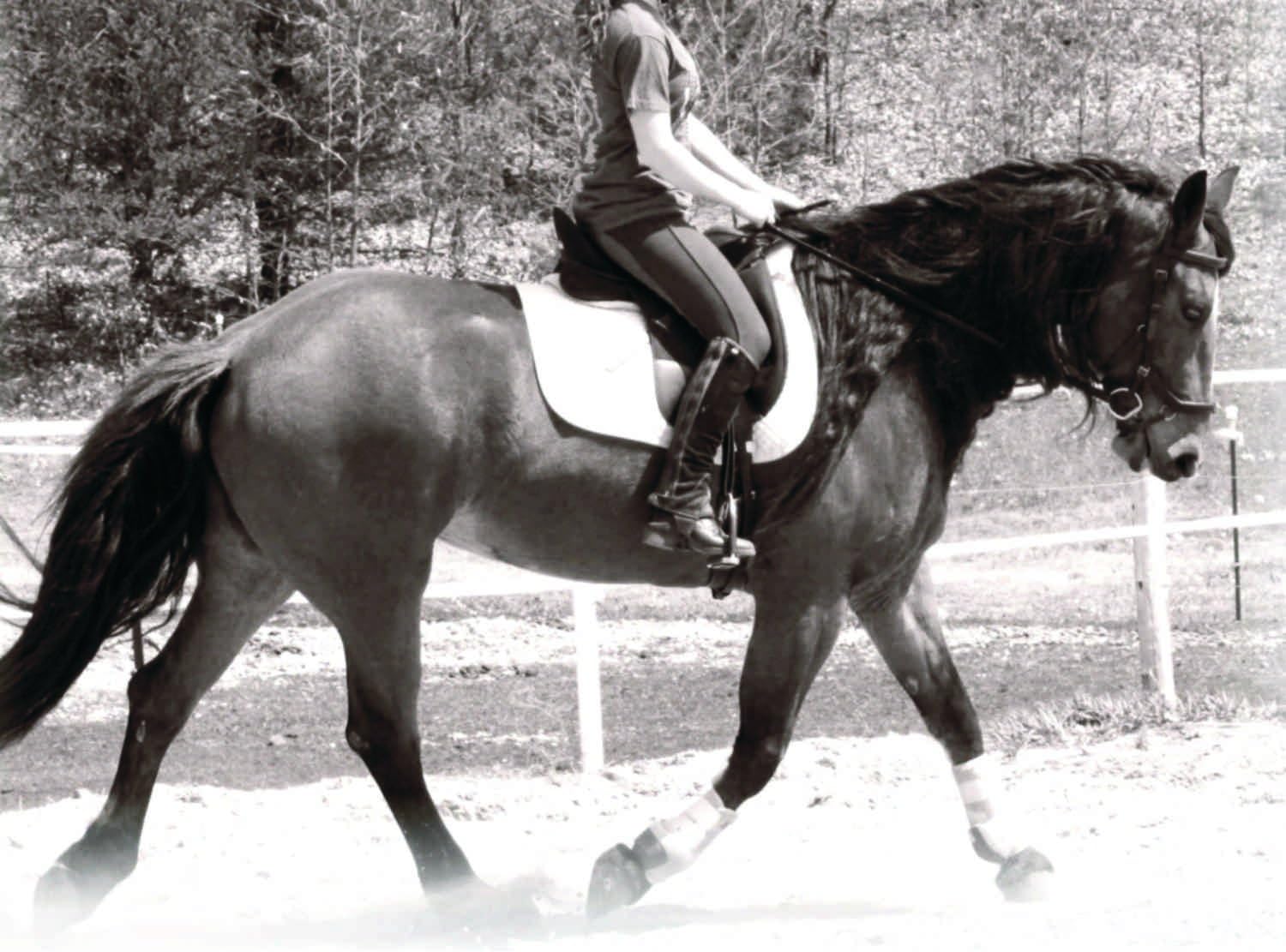 Hormone and Calming Supplement for Horses All Natural Pure Raspberry and Peppermint Leaf Herbal Blend 14 oz.