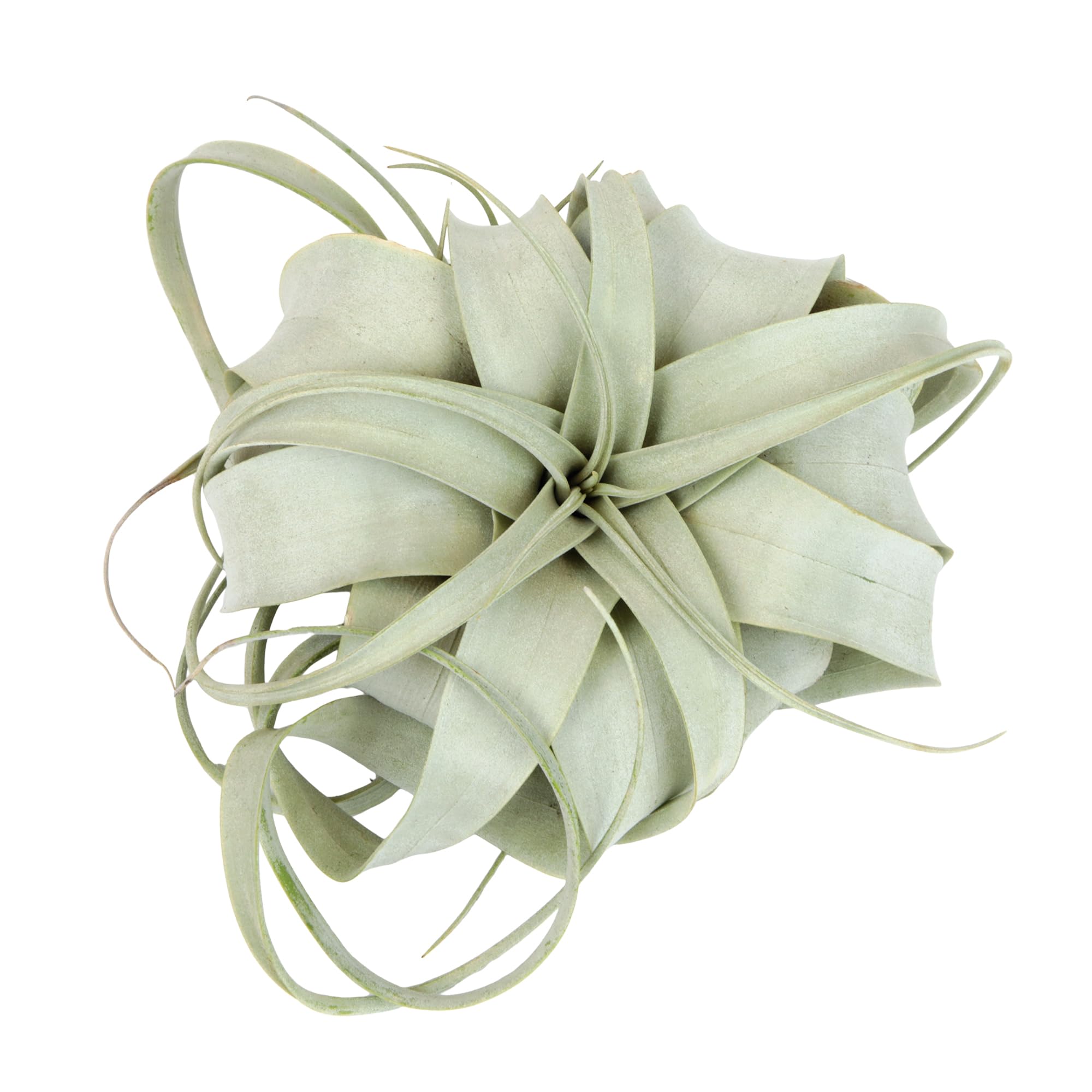 Plants for Pets Xerographica Air Plant