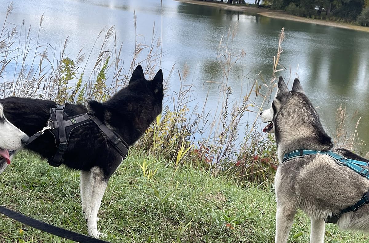 JOCHEN SCHWEIZER Geschenkgutschein: Husky Wanderung Eggenstein-Leopoldshafen