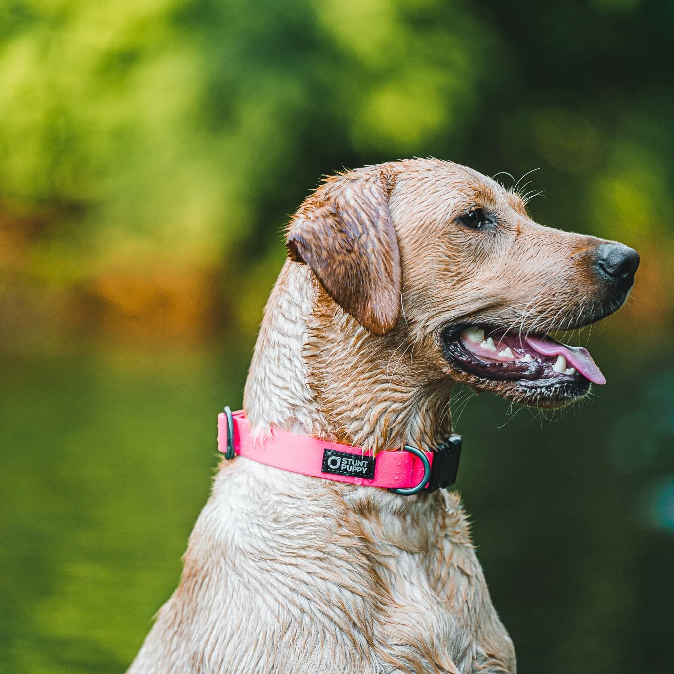 Stunt Puppy Dry Dog Collar, Pink