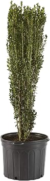 Holly 7 Gal. Sky Pencil Japanese Holly Ilex Shrub