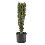 Holly 7 Gal. Sky Pencil Japanese Holly (Ilex) Shrub