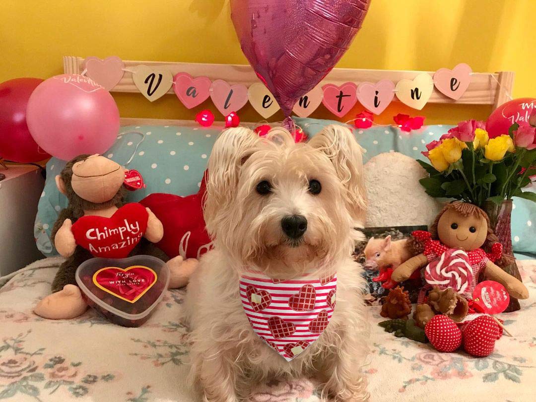 Bandana Ajustable Para Gatos - Con Corona Incluida, Ideal Para Fiestas, Cumpleaños, San Valentín Y Fotos