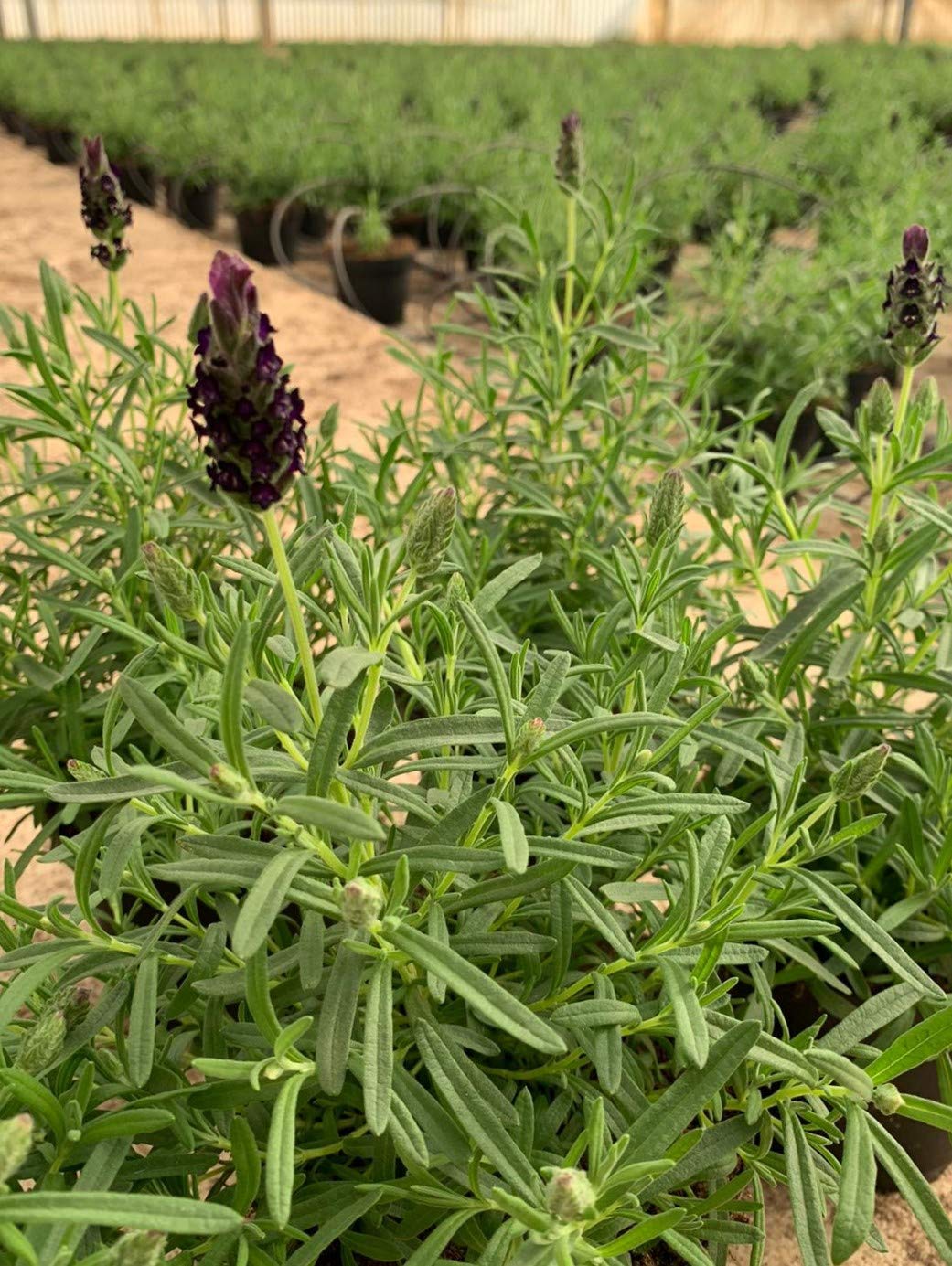 Lavanda Planta Natural - Pack Planta Aromática - Planta Natural- Planta Viva - Maceta 13/15 cm ø (Lavandula Stoechas) (Pack 6 plantas)