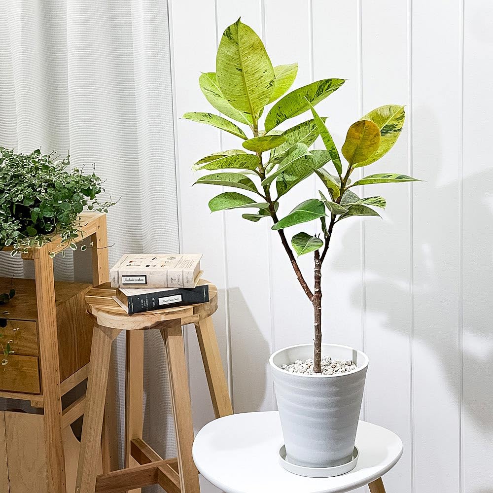 Amazon｜PLANCHU 観葉植物 フィカス ジン 6号鉢 受け皿付き 育て