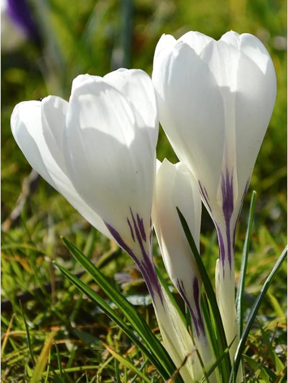Saffron Bulbs-Mixed Crocus Bulbs UK/Wedding Flowers, Cut Flowers,Flourishes in The Garden,Perennial-5 Bulbs-H