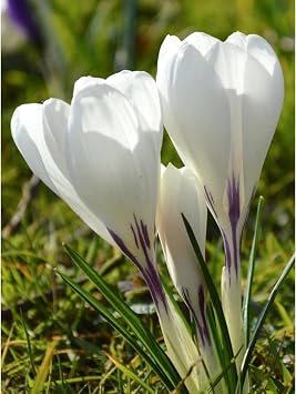 Saffron Bulbs-Mixed Crocus Bulbs UK/Wedding Flowers, Cut Flowers,Flourishes in The Garden,Perennial-5 Bulbs-H