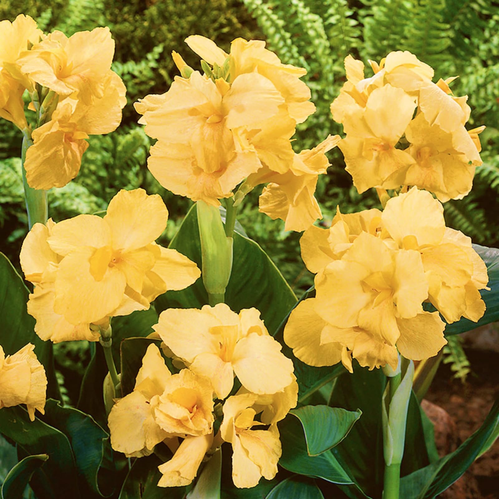 Canna Plants for Planting UK/Canna Lily Plant Root Excellent Display Indoor Perennial Balcony Garden Bulbs Can Be Potted-1bulbs-M