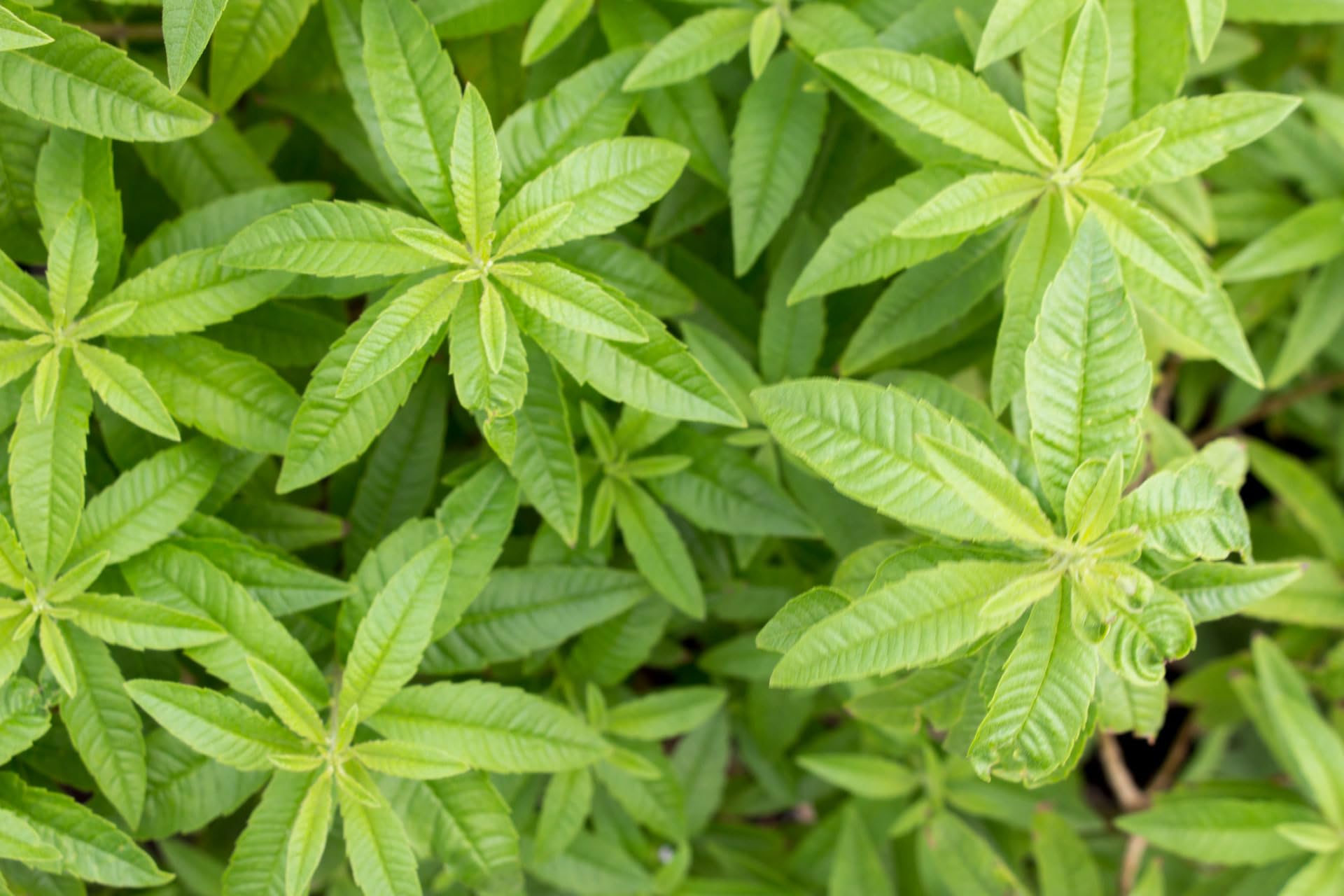 Pianta di Citronella Lippia Citriodora aromatica profumata anti zanzare vs16
