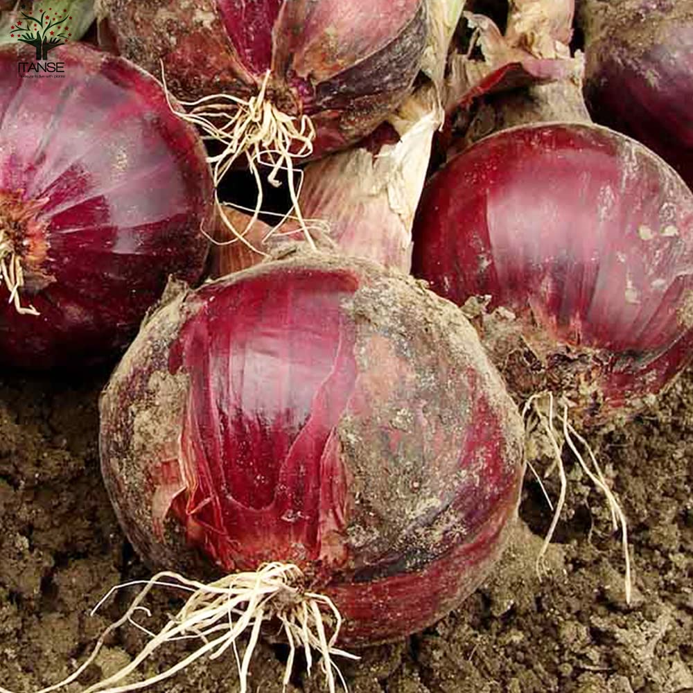 Amazon.co.jp: ITANSE 玉ねぎ抜き苗 品種：くれない 赤タマネギ