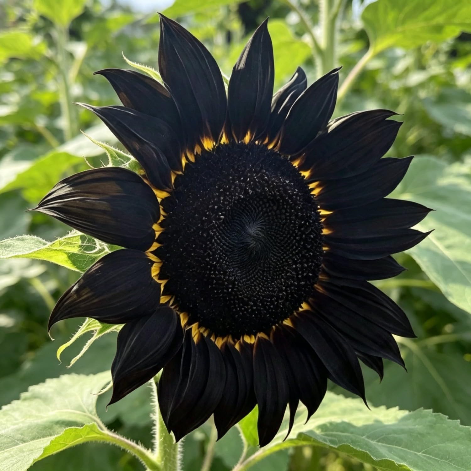 Teddy Bear Sunflower Seeds-Hardy Perennial,Excellent Display,Thrives