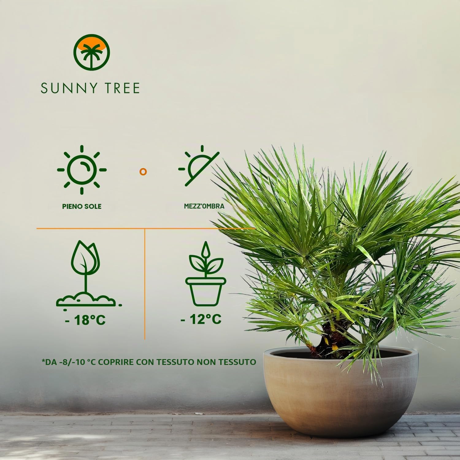 Chamaerops Humilis – Palma nana europea – Sempreverde palma resistente all'inverno – 80 cm di altezza con vaso