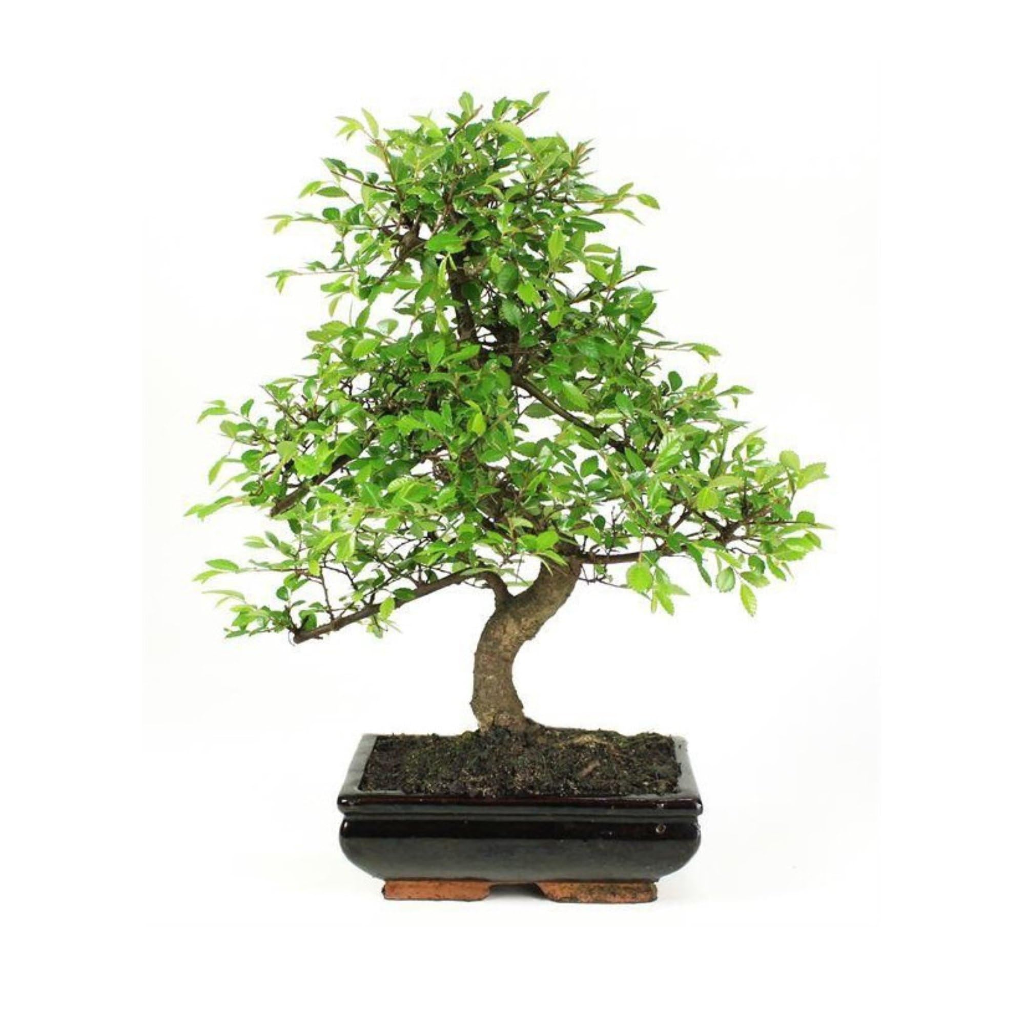Bonsai - Olmo chino, 8 Años (Bonsai Sei - Zelkova Parvifolia)