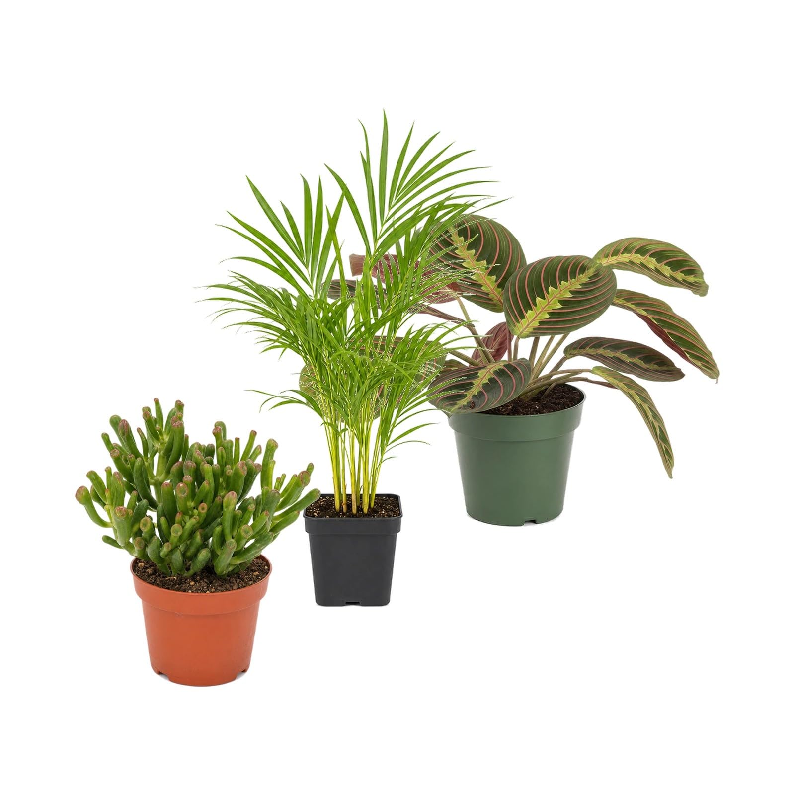DECOALIVE Pack 3 Plantas: Jade Gollum, Palma Areca y Maranta Tricolor