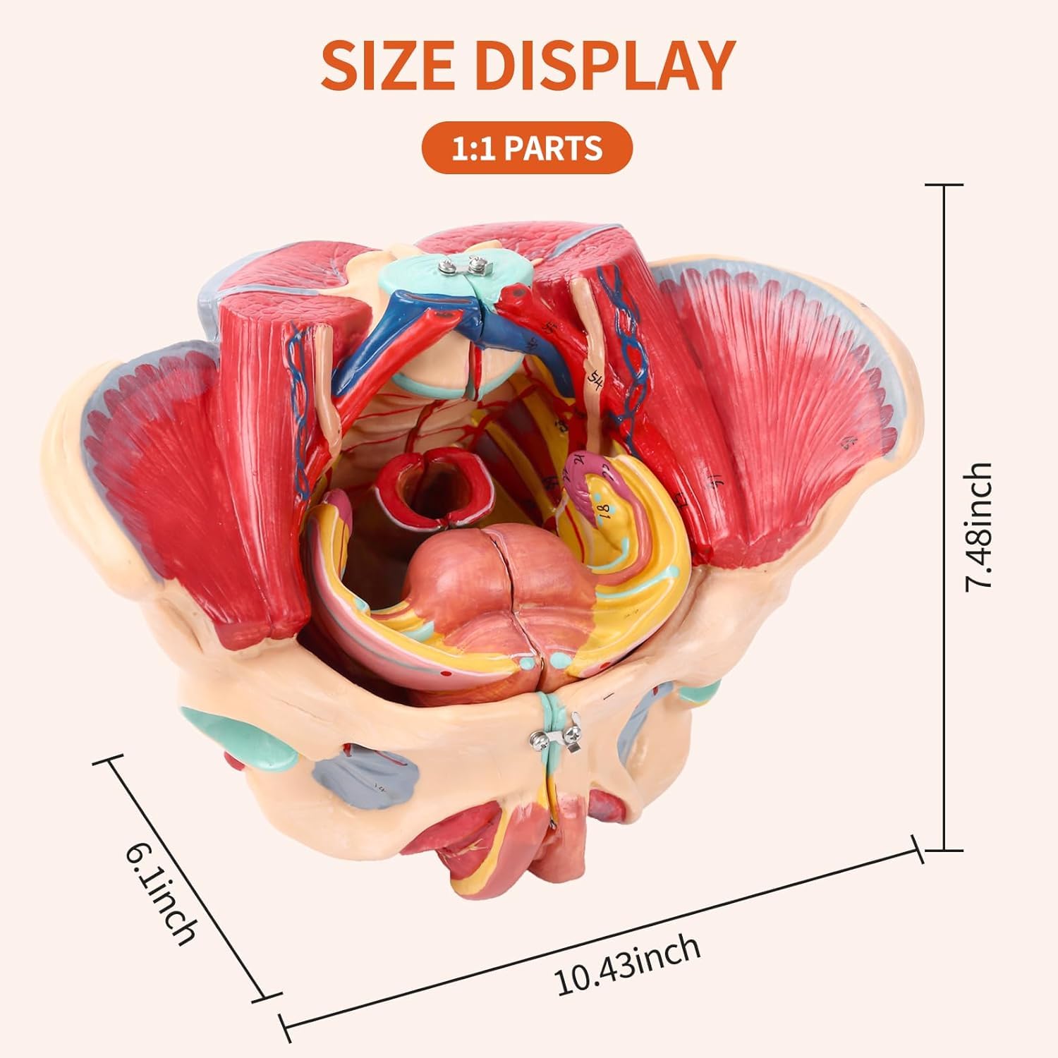 Model Miednicy Żeńskiej, Ludzka Miednica Żeńska, Model Anatomii, Wielkość Życia, 4-Częściowe, Mięśnie Dna Miednicy, Około, Naczynia, Nerwy, Układ Rozrodczy