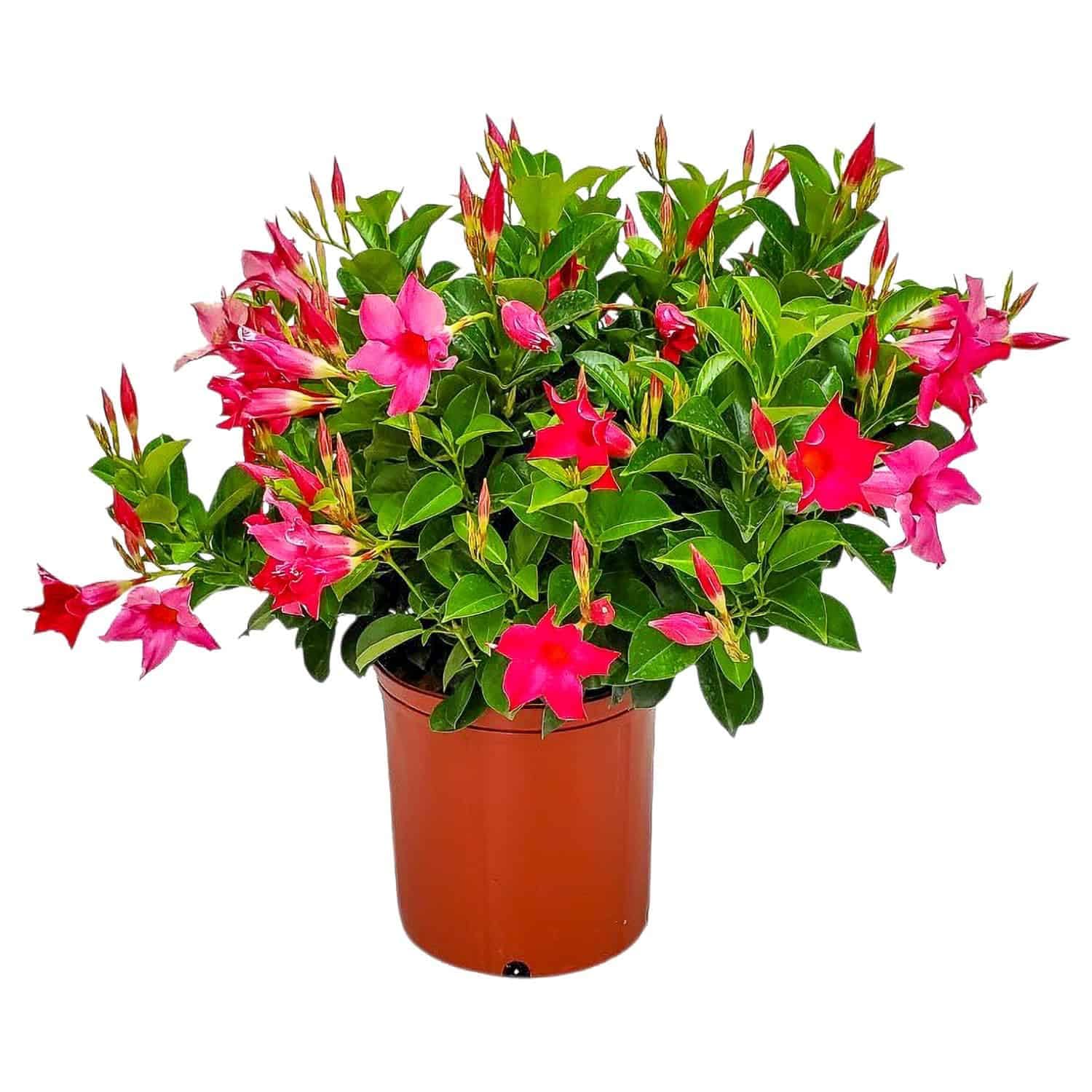 Pink Dipladenia Bush Live Plant in 3 Gallon Container