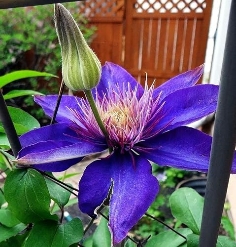 Miniatura 3 de Clematis Mixed Colors 20Seeds Wonderful Blooms 20+ Semillas de vid perennes (Clematis 1)